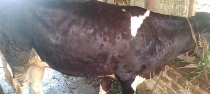 लम्पी स्किन रोगले पशु मर्न थाले