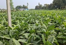 जुडिबेलाका किसानहरु सुर्ति खेतीमा आर्कषित